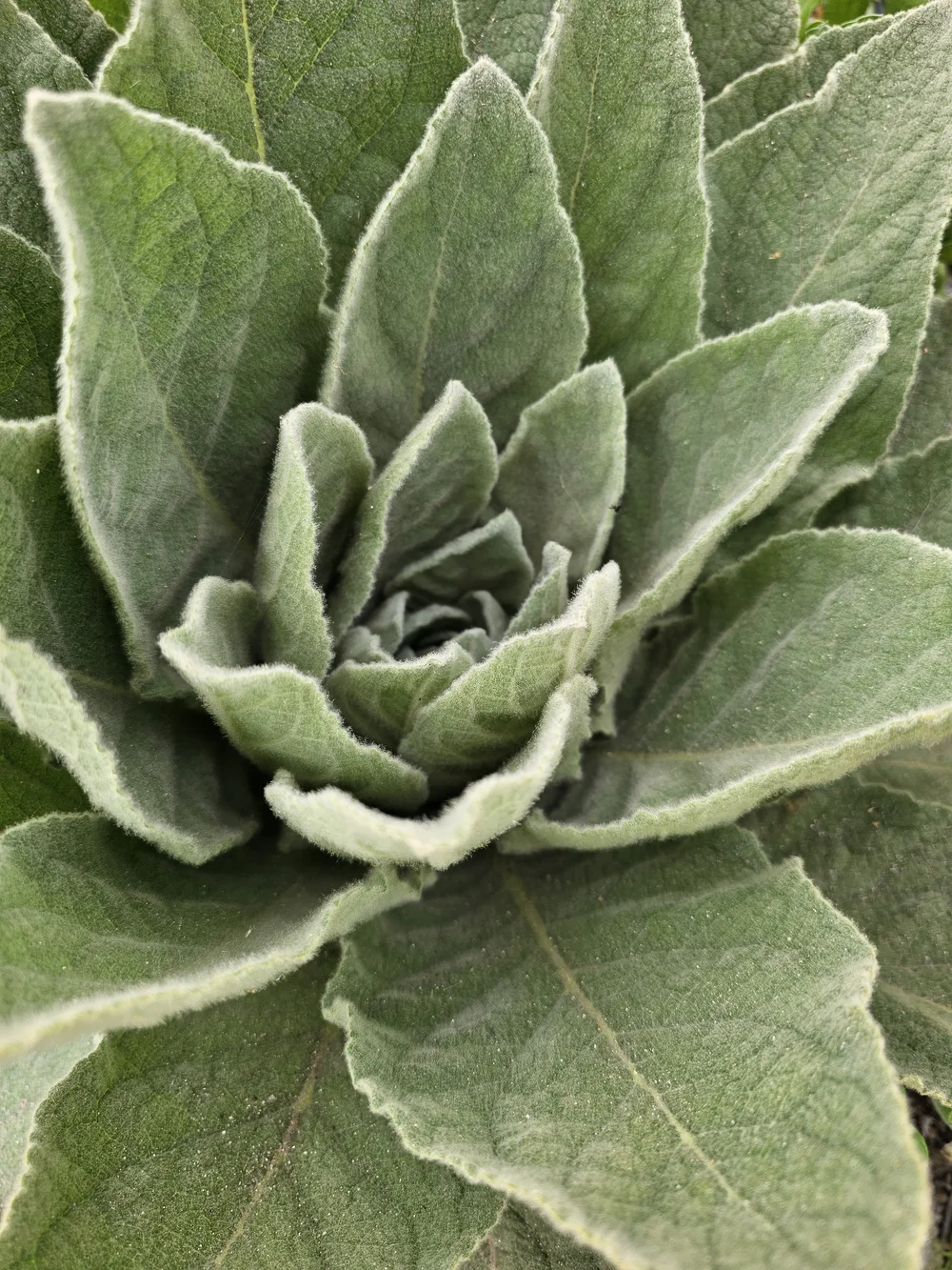 Mullein herbal smoke blend  Unity Pharms