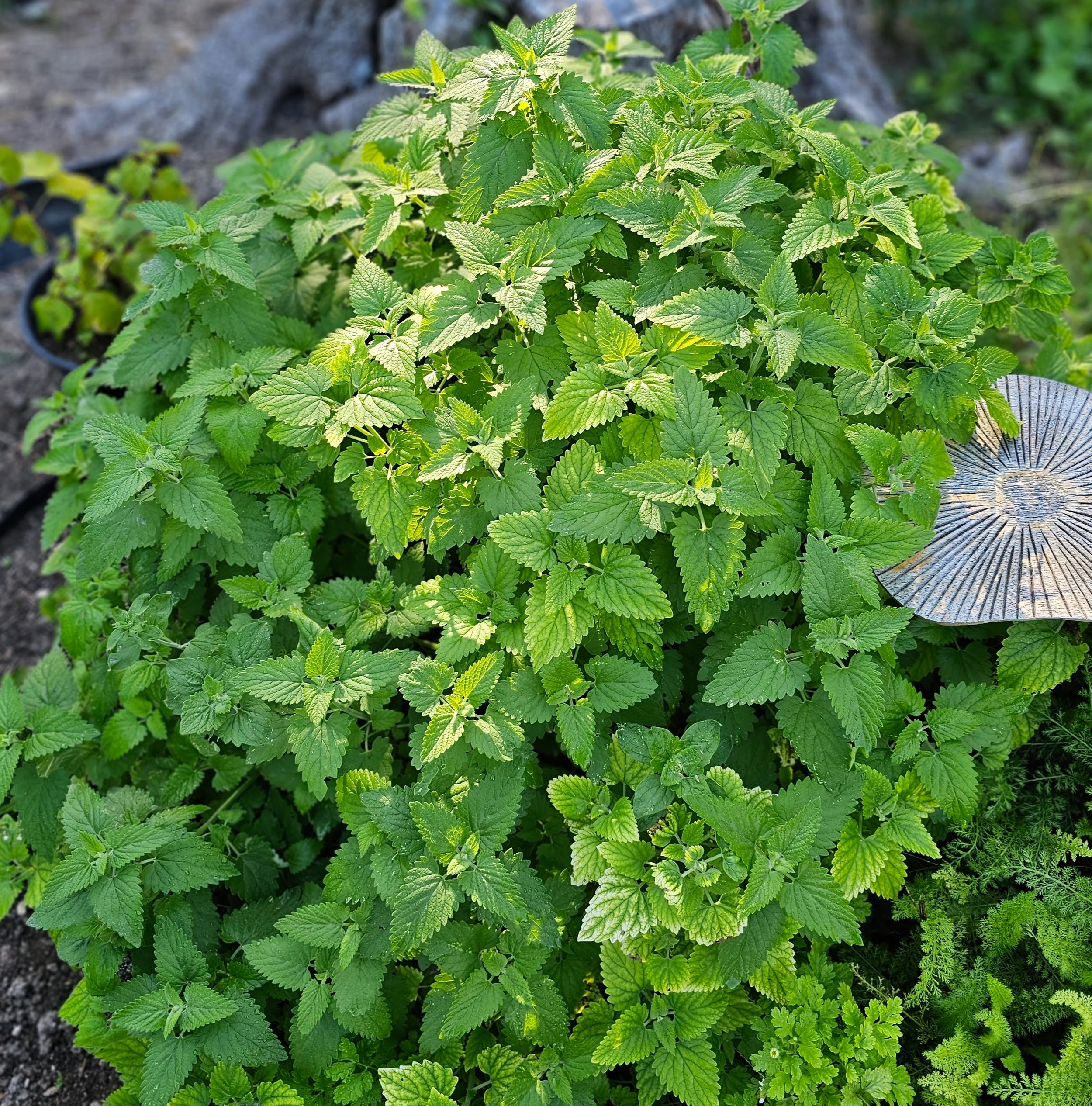 catnip12.jpg