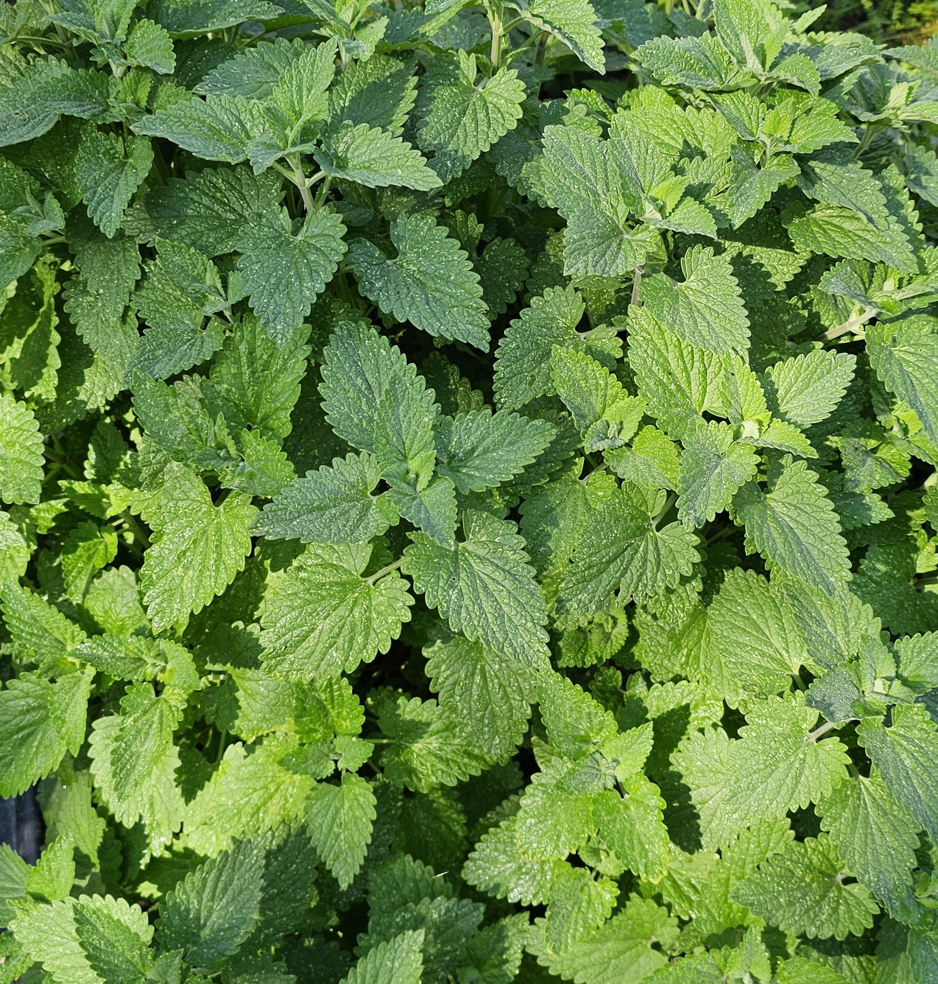catnip13.jpg