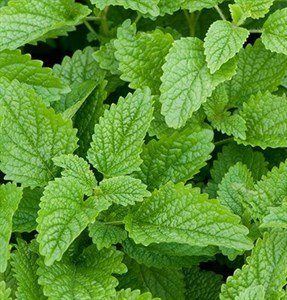 Lemon Balm
