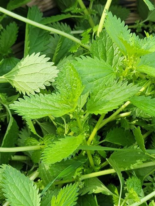 nettles5thumbnail.jpg