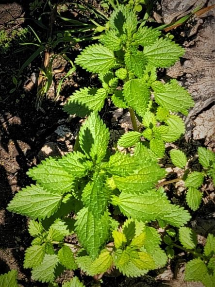nettles19thumbnail.jpg