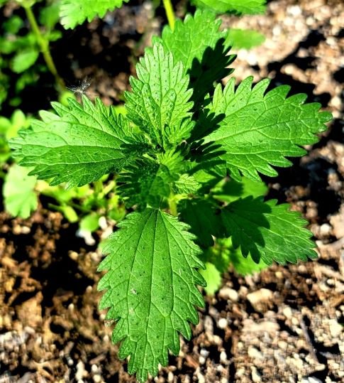 nettles8thumbnail.jpg
