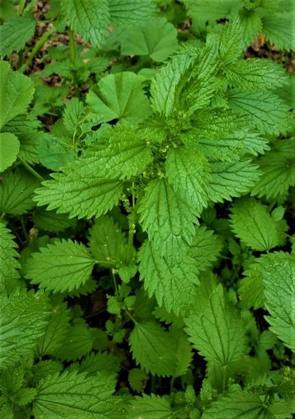 nettles7thumbnail.jpg
