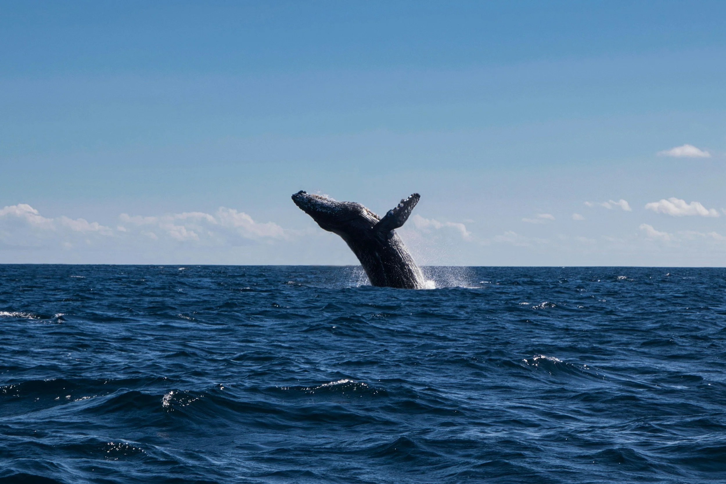 Book Your Winter Holiday Vacation in Maui and Save 15%