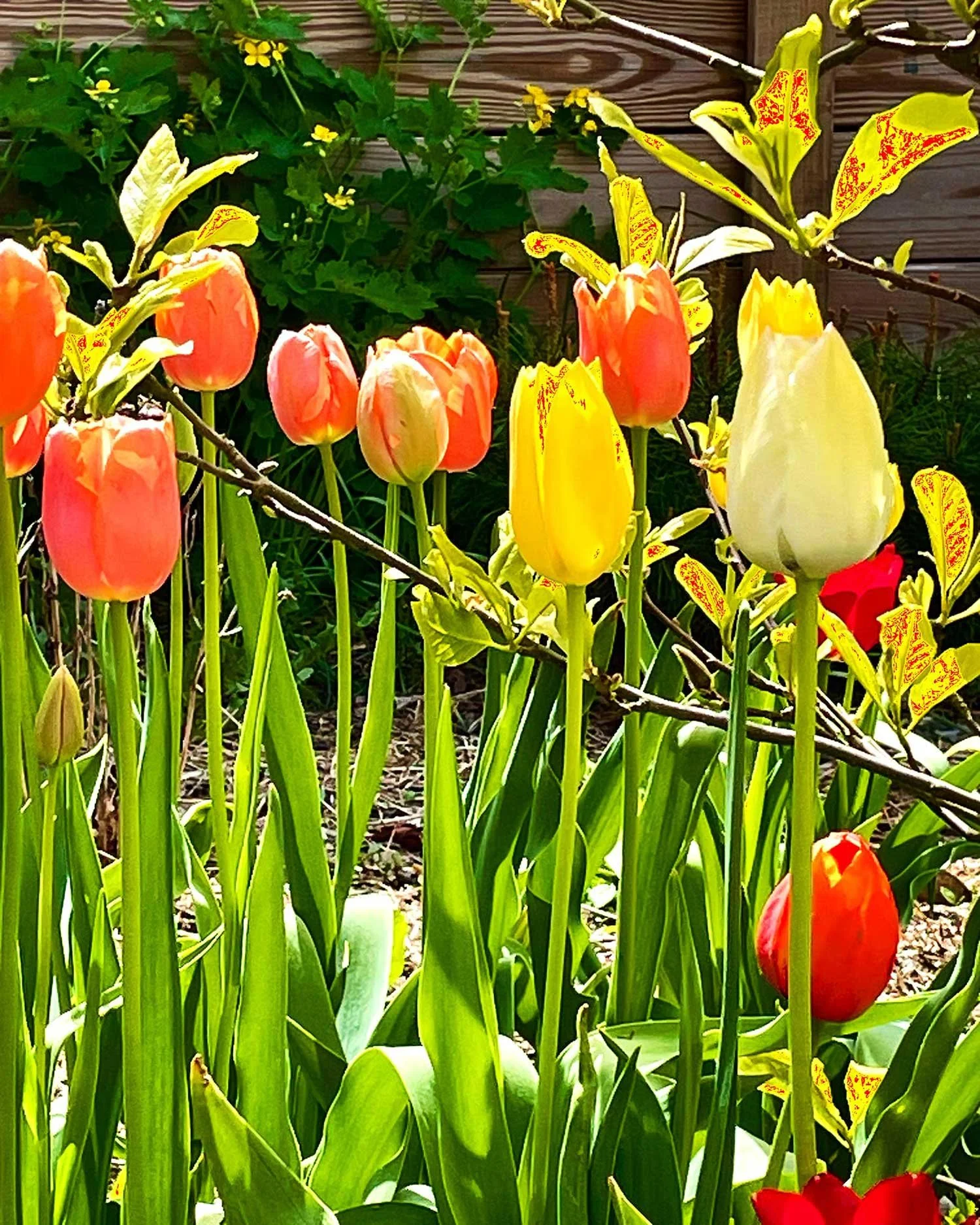 hudson-valley-design-lovers-retreat-tulips.jpg