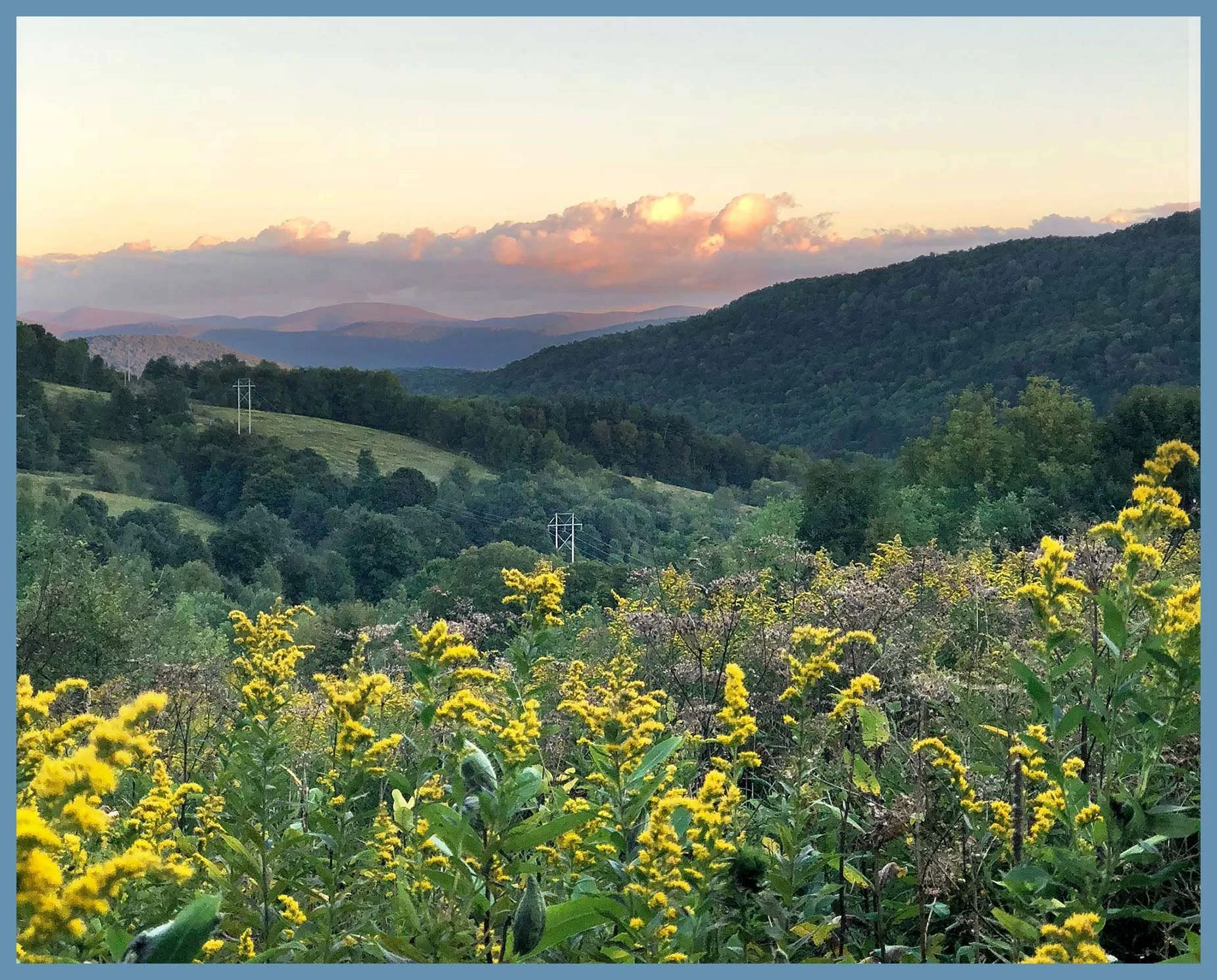 A view from the Palmer Hill Trail overlook during the height of Summer with goldenrod flowers in bloom, Andes, NY.