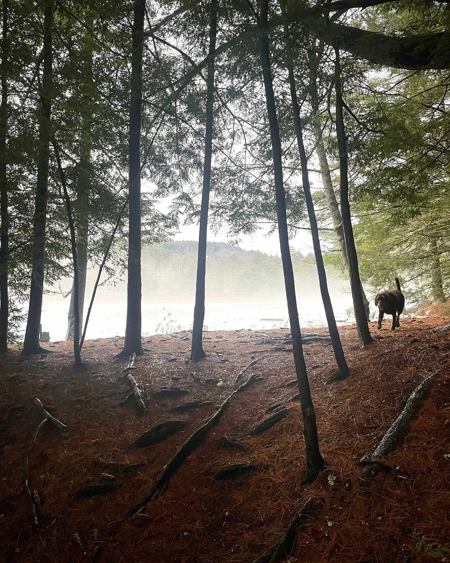 rosie-mccobb-photography-kenneth-wilson-state-park-fog.jpg
