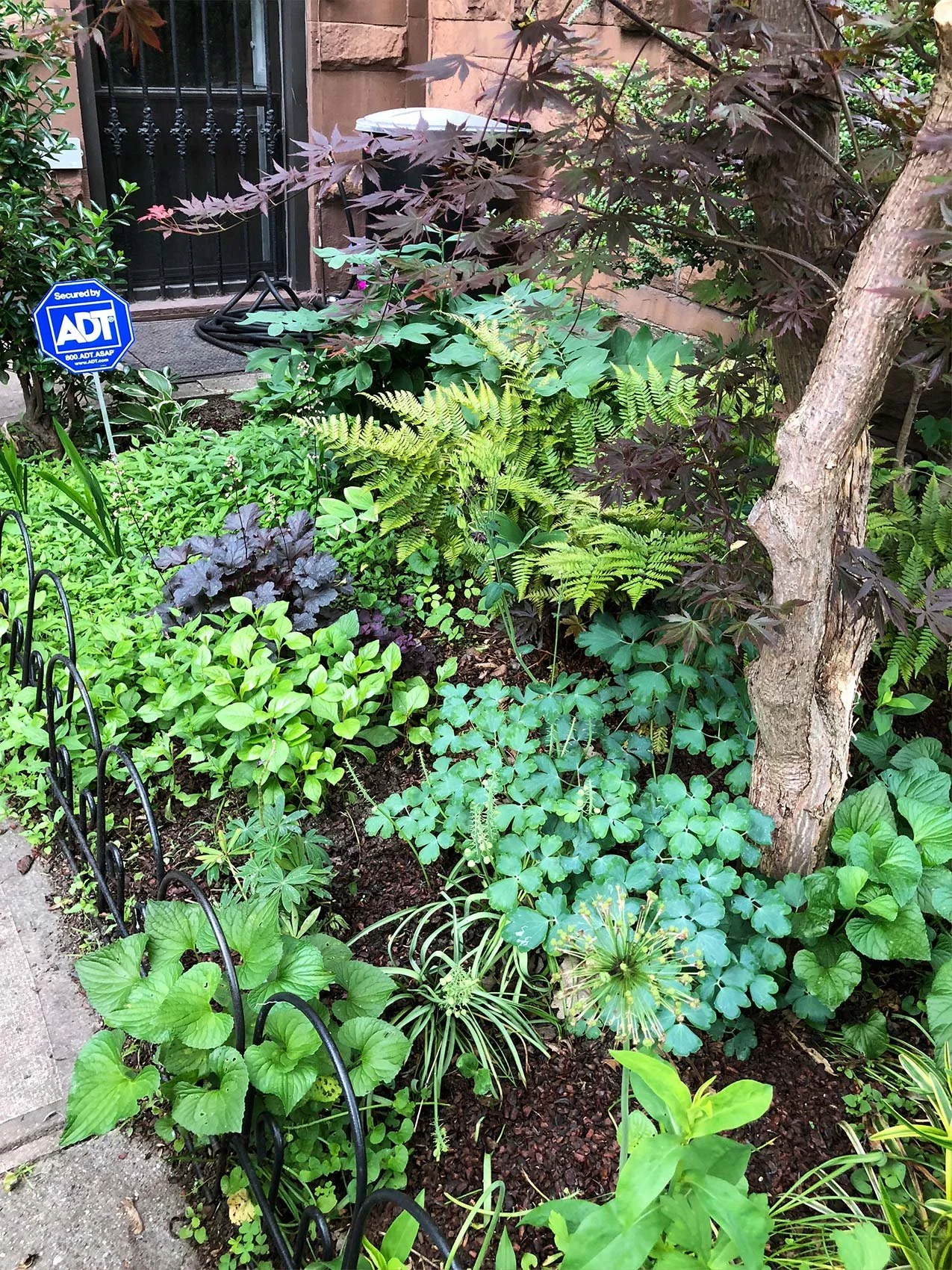 macd2frontgardensummer3.jpg