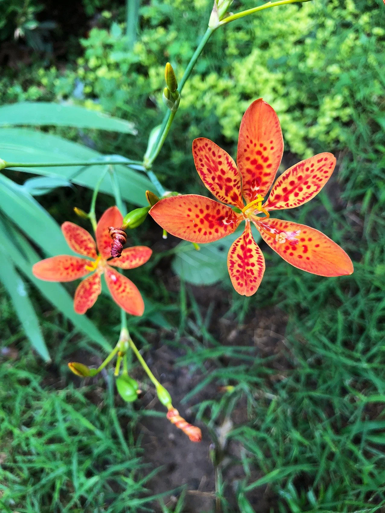 backyardsummerlily.jpg