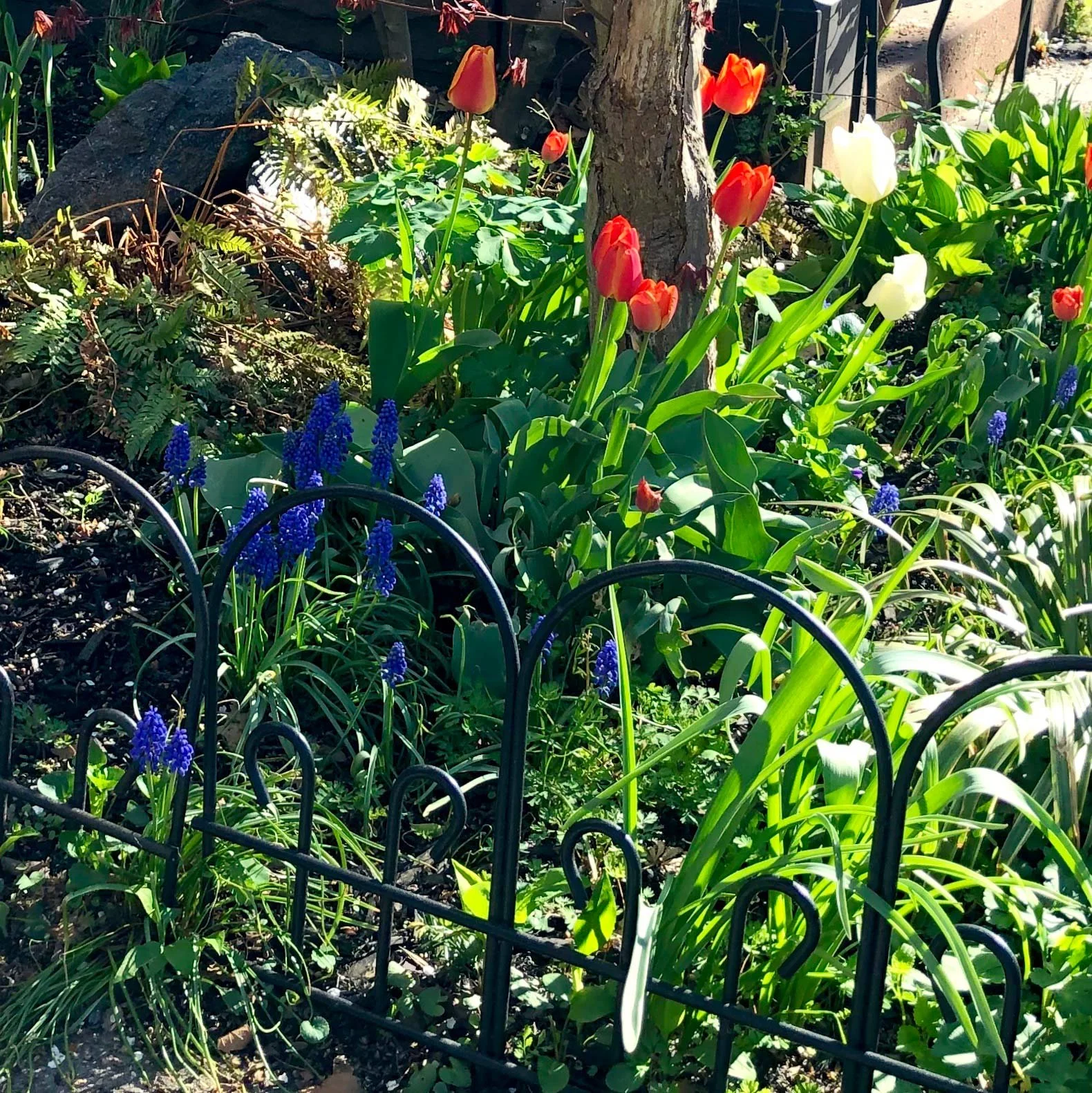 tulips.jpg