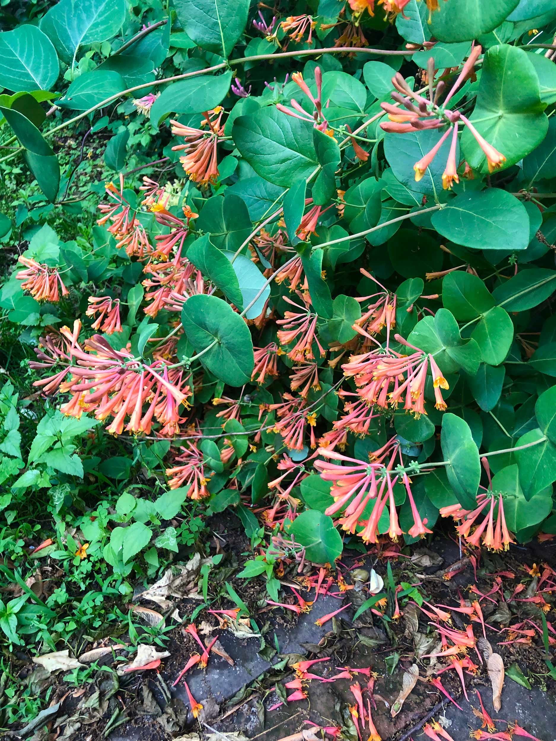 orangehoneysuckle.jpg
