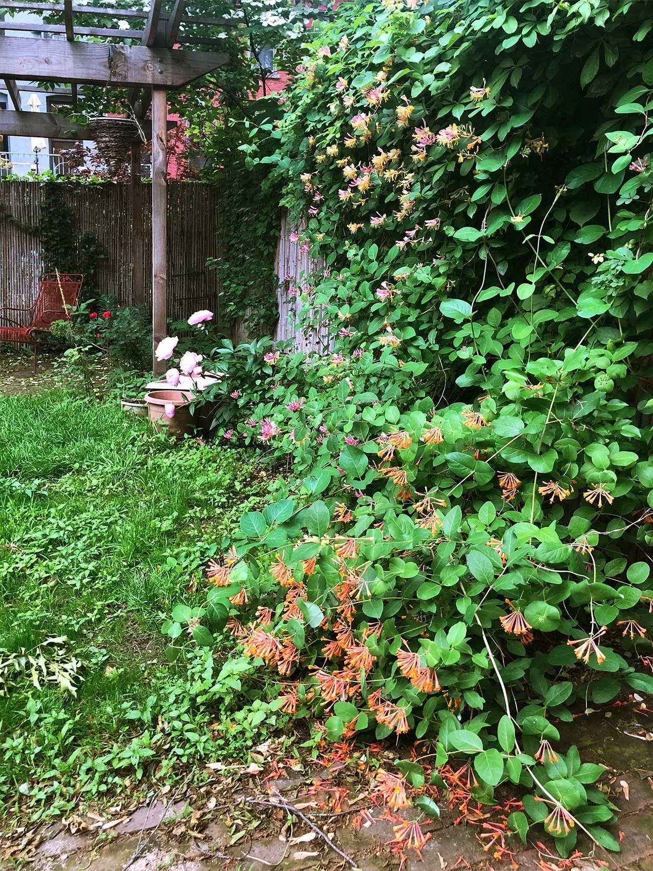 backyardhoneysuckle.jpg