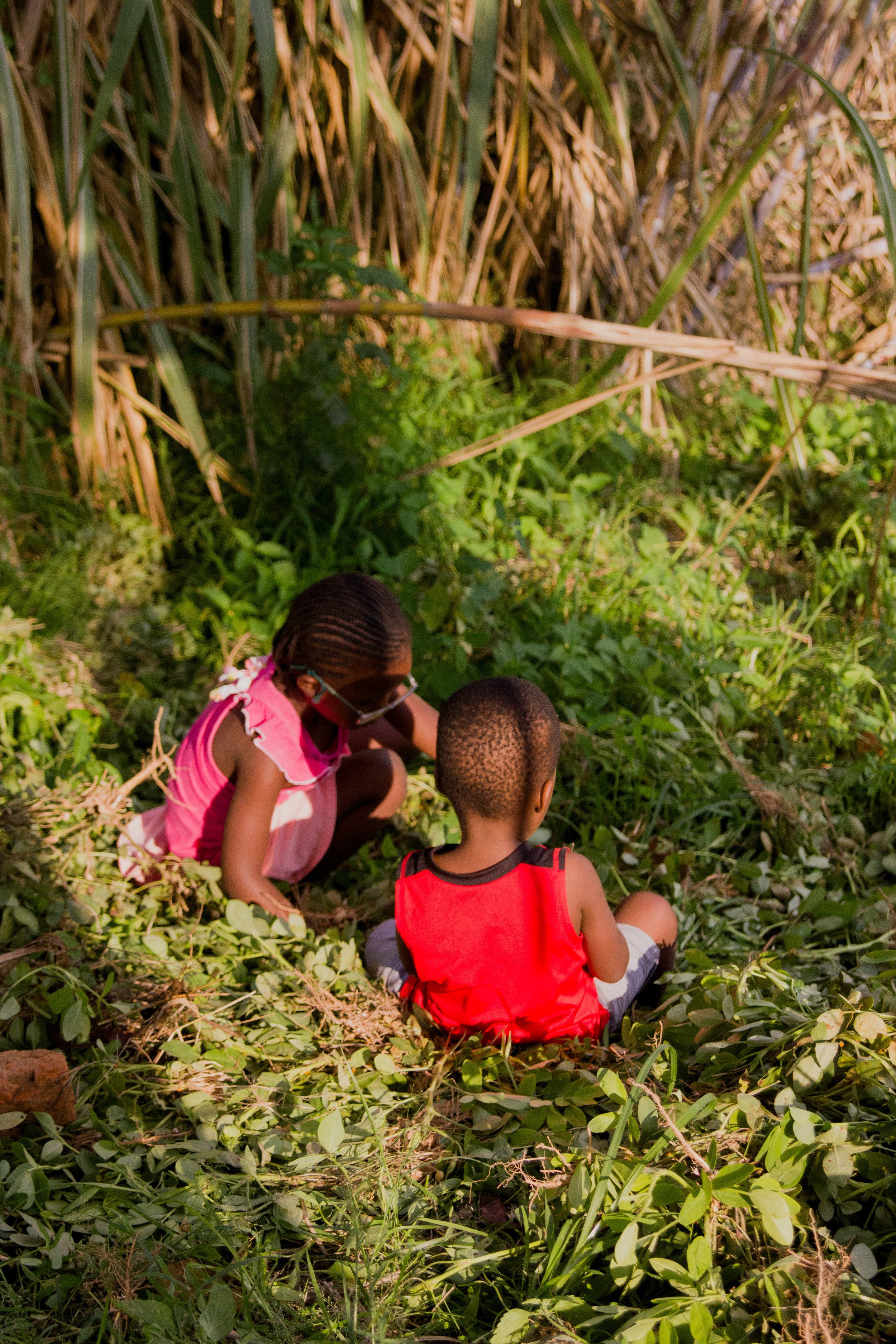 harvesting ground nuts-07.jpg