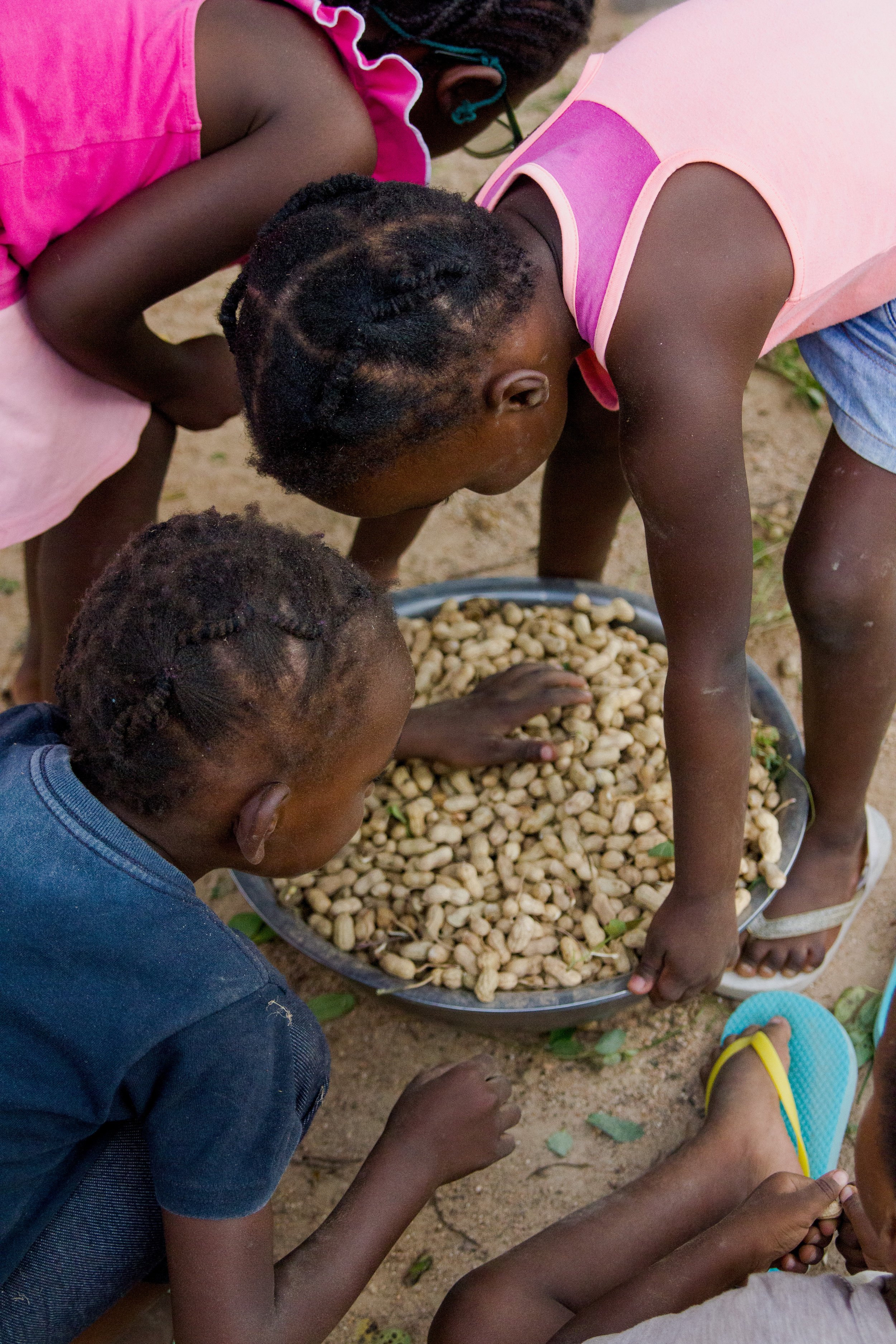 harvesting ground nuts-22.jpg