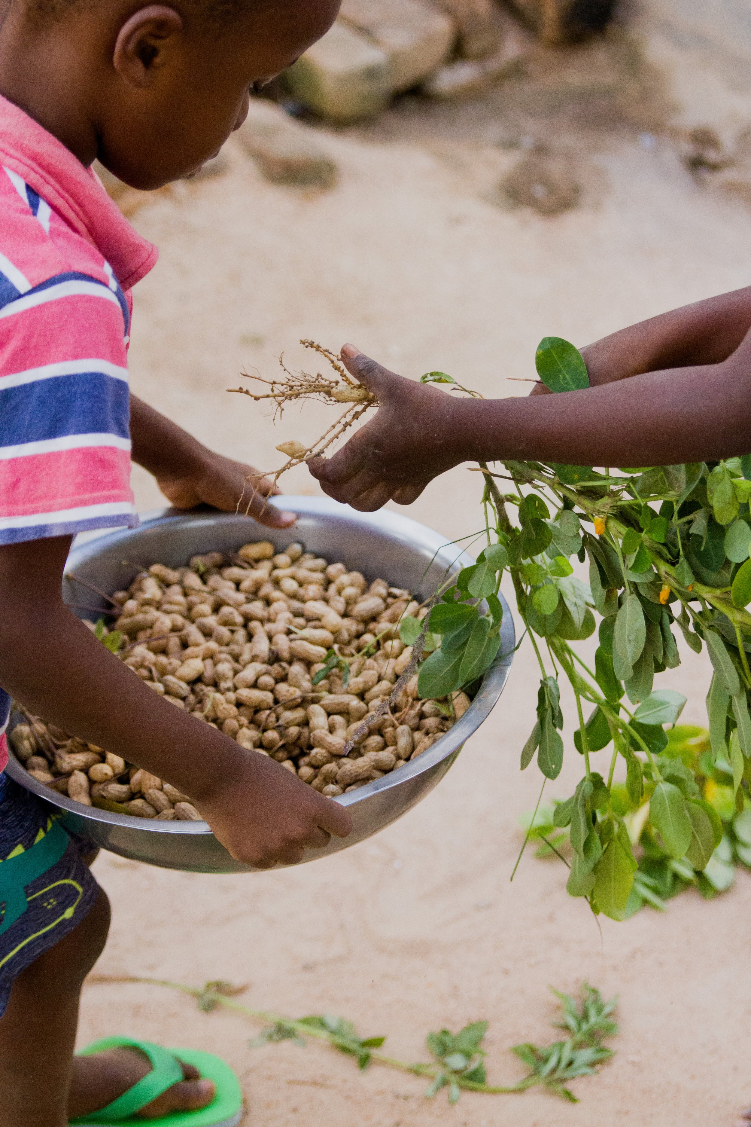 harvesting ground nuts-43.jpg