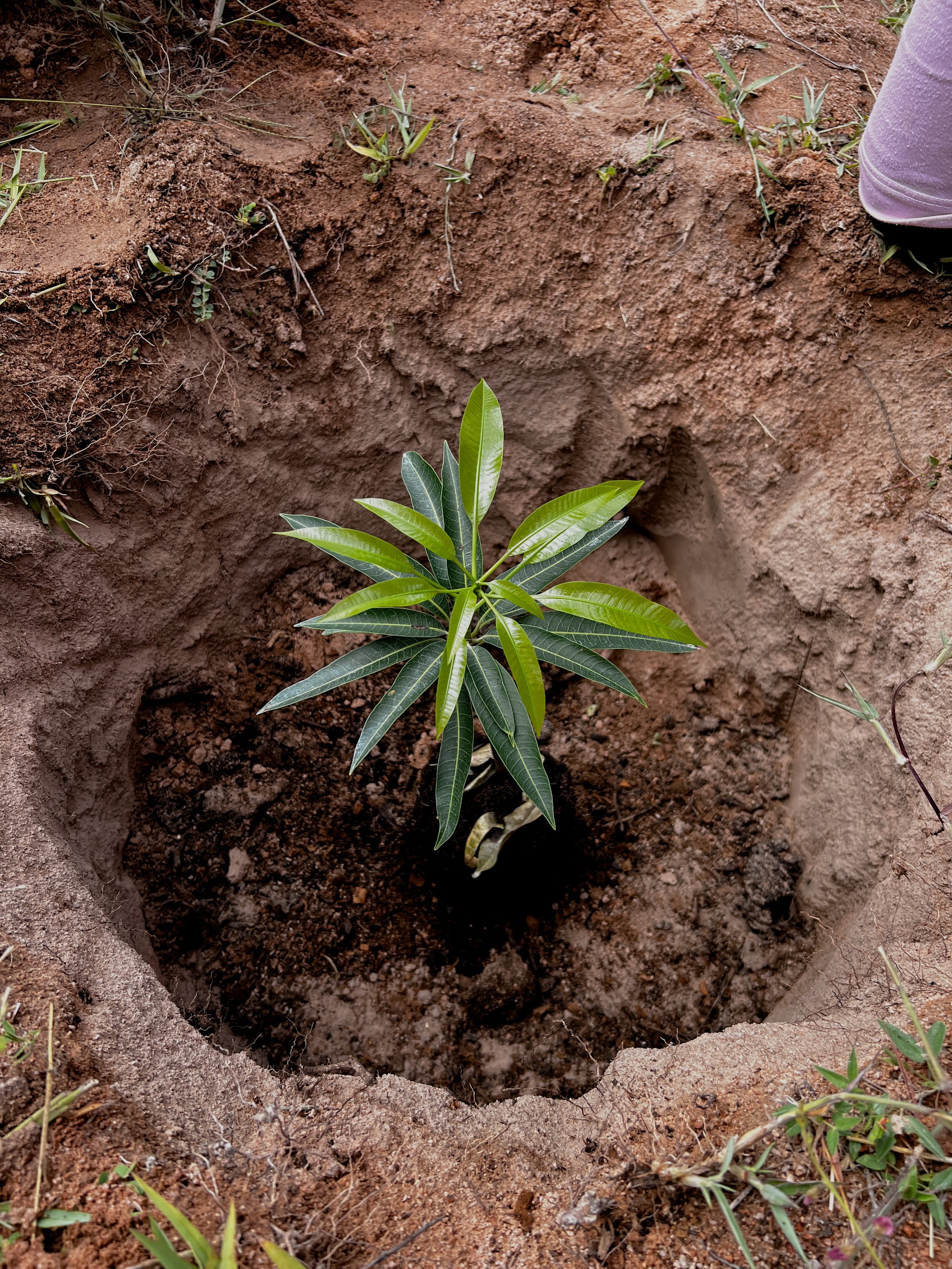 Tree Planting-05.jpg