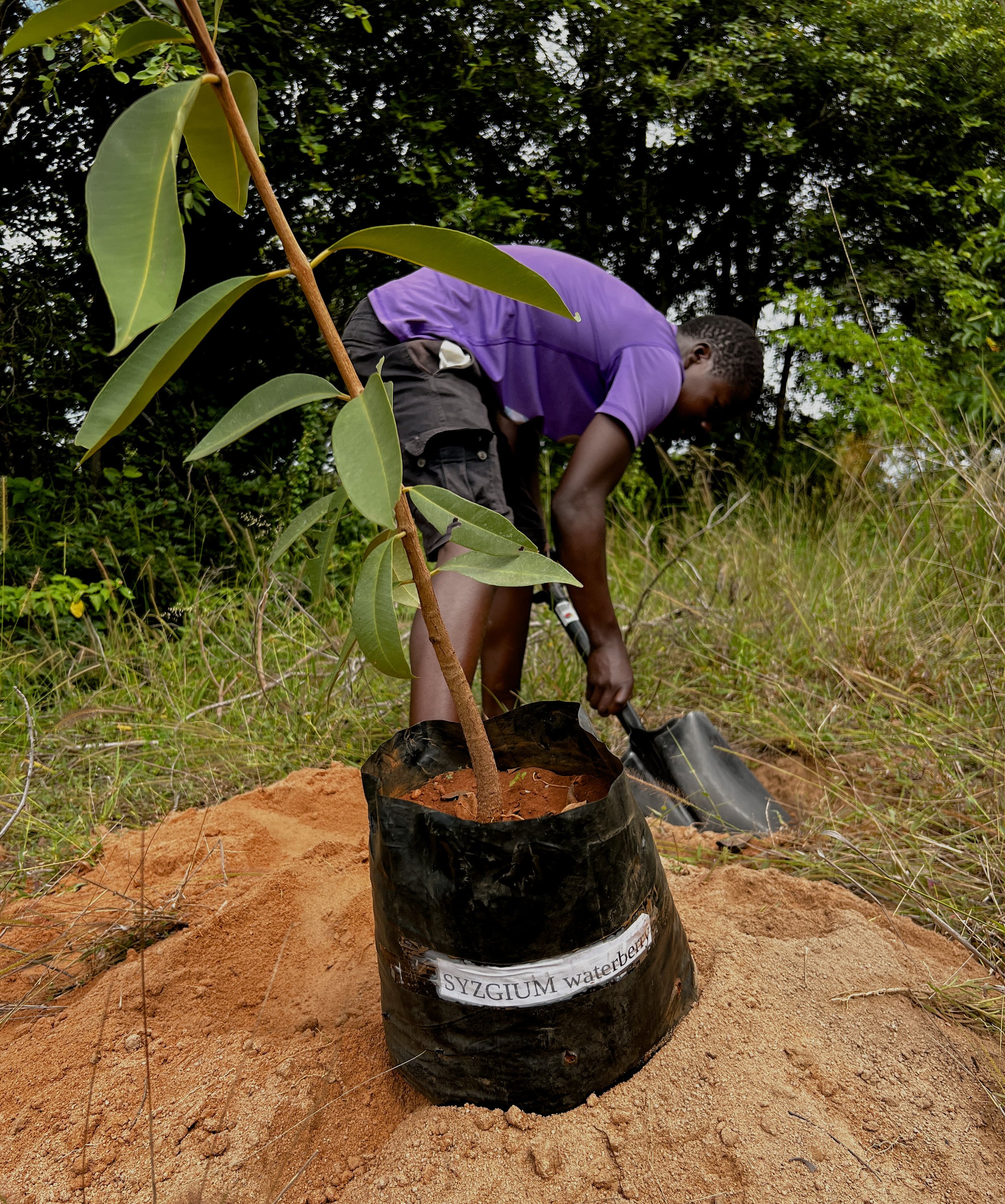 Tree Planting-18.jpg