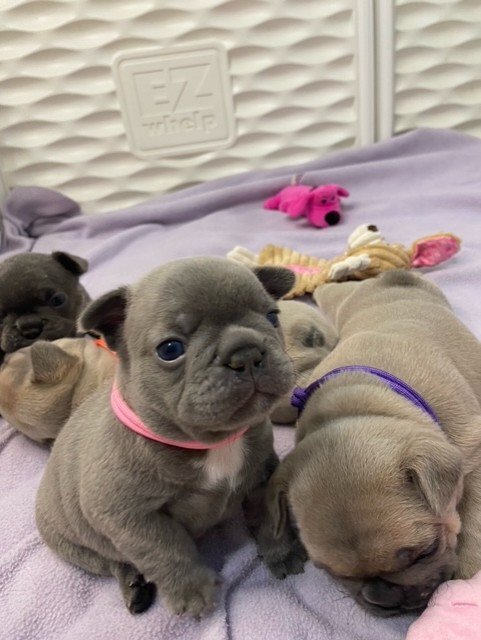 puppy 7.jpg