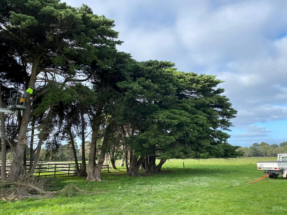 Tree Pruning Mornington Peninsula — JTK Tree Services