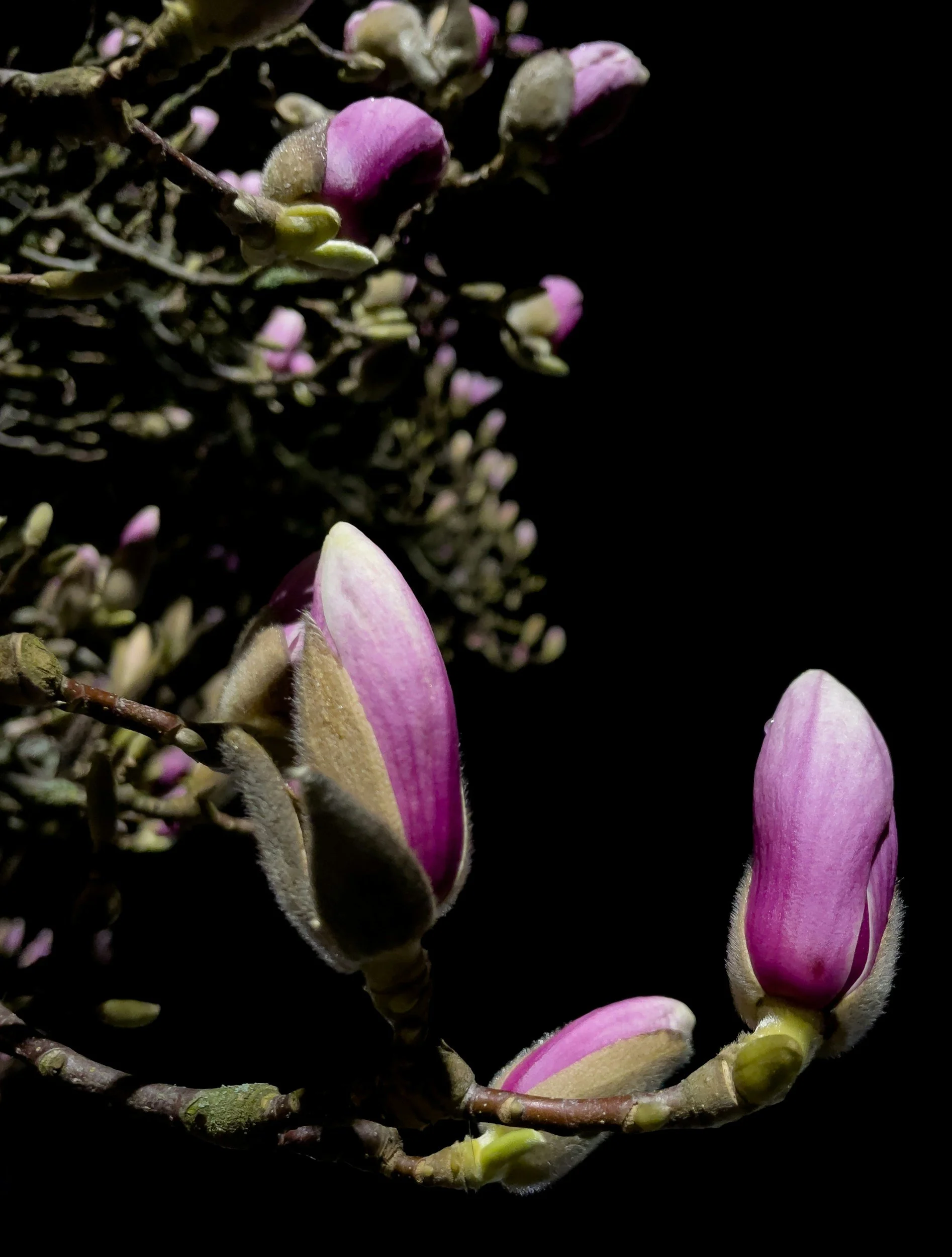 Pink magnolia buds on branches against a dark background