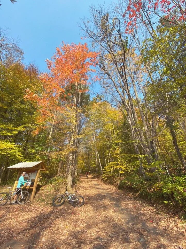 fall_leaves.jpg