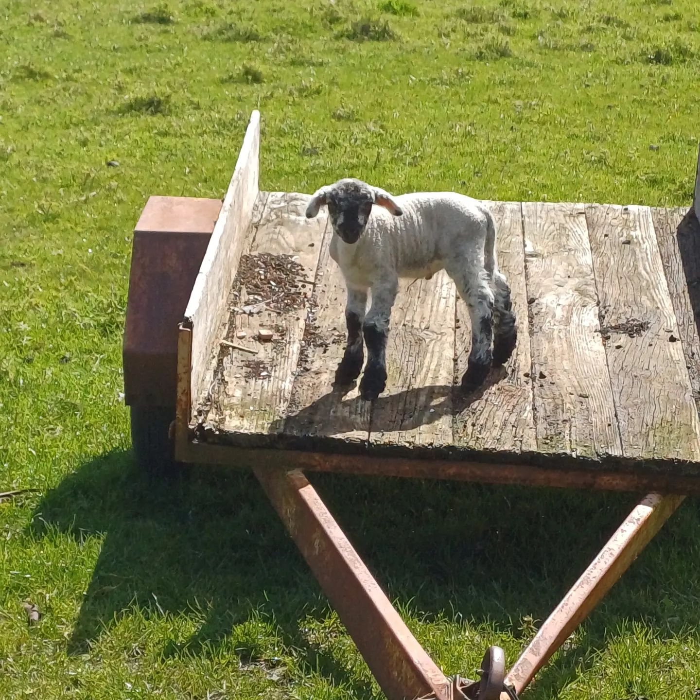 Plenty happening around here with stock to sort as well as bikes and shuttles. Last lamb, a bit late but going well with his first time Mum.  Little lambs are so much fun to watch sproinking around in the warm afternoon sun.