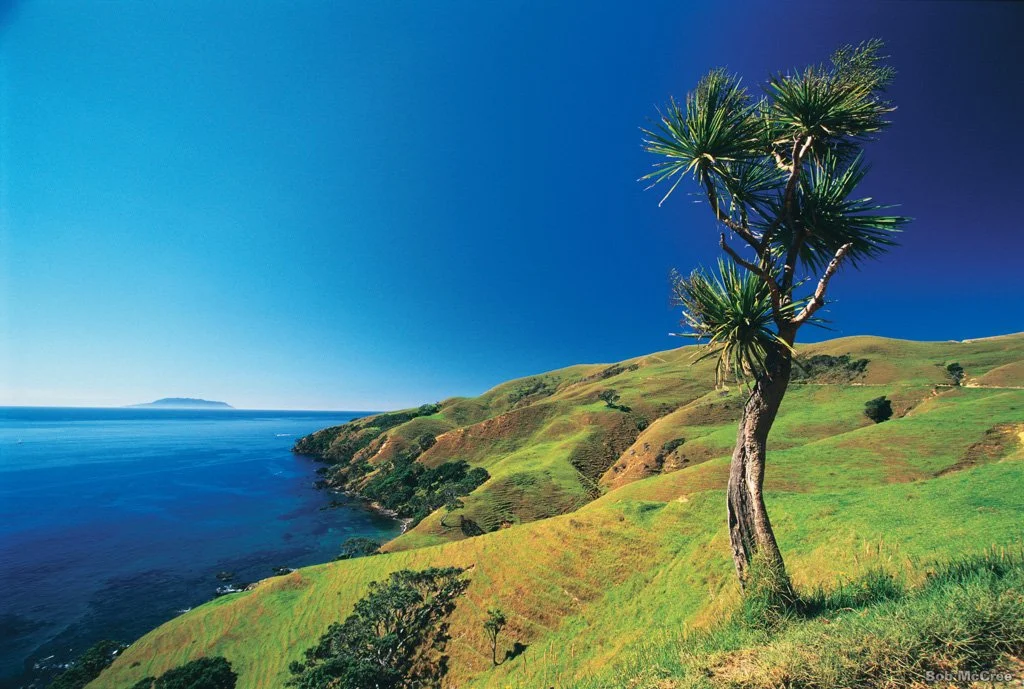 Scenic coastal landscape with green rolling hills, a solitary tree in the foreground, and an ocean view under a bright blue sky.