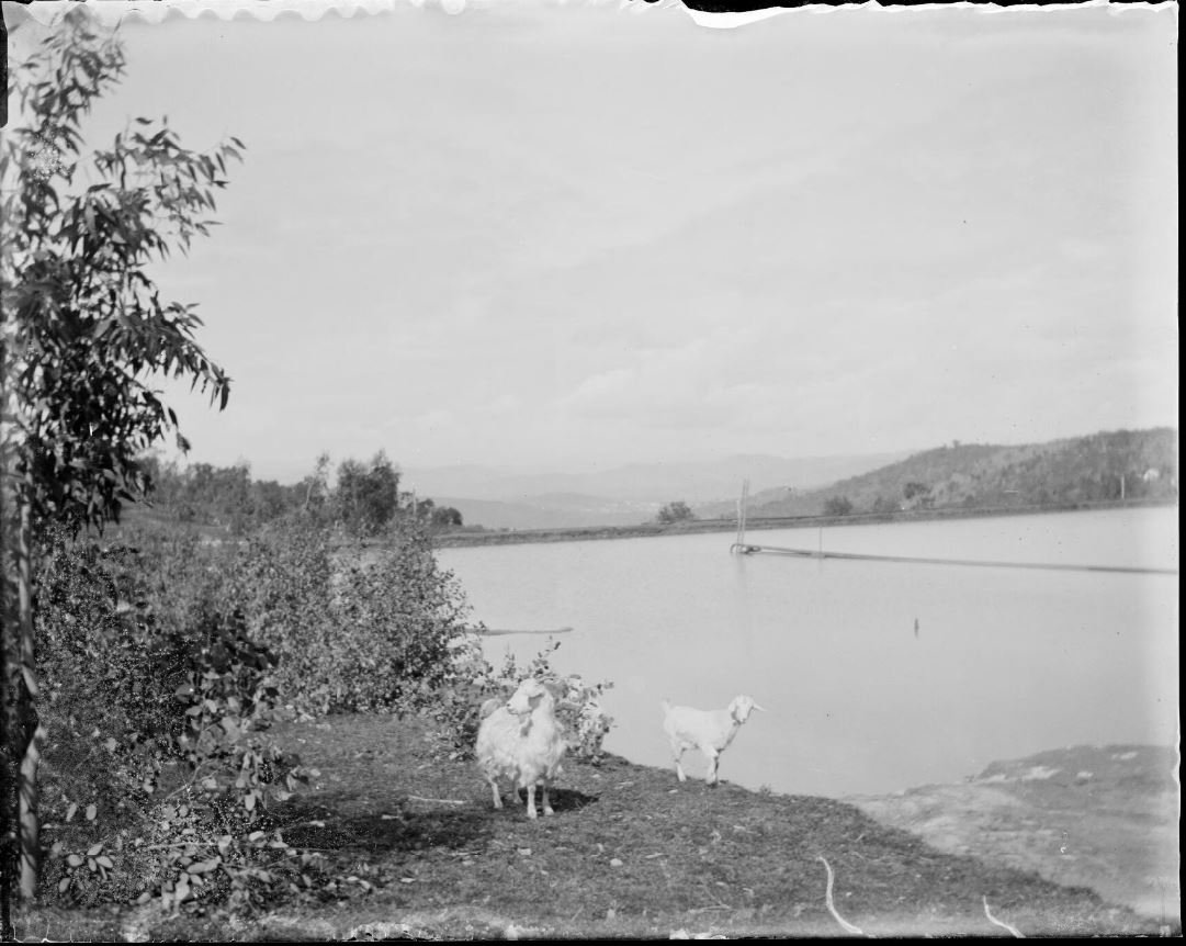 Two goats on the bank of Prince of Wales mine water supply at Reno, near Gundagai, New South Wales [picture] / Charles Gabriel