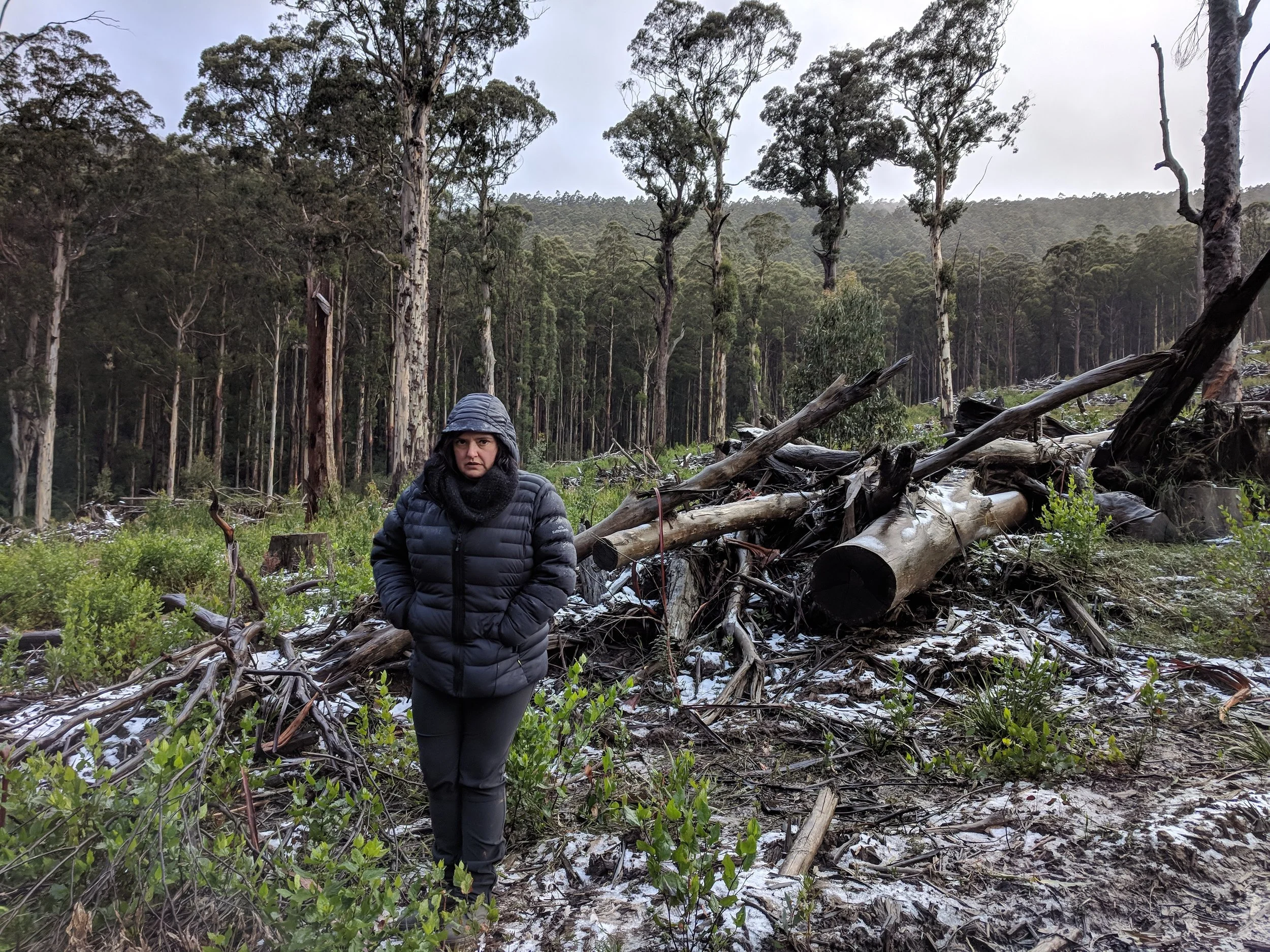 Visiting the devestation at the native forest logging sites in Toolangi. 