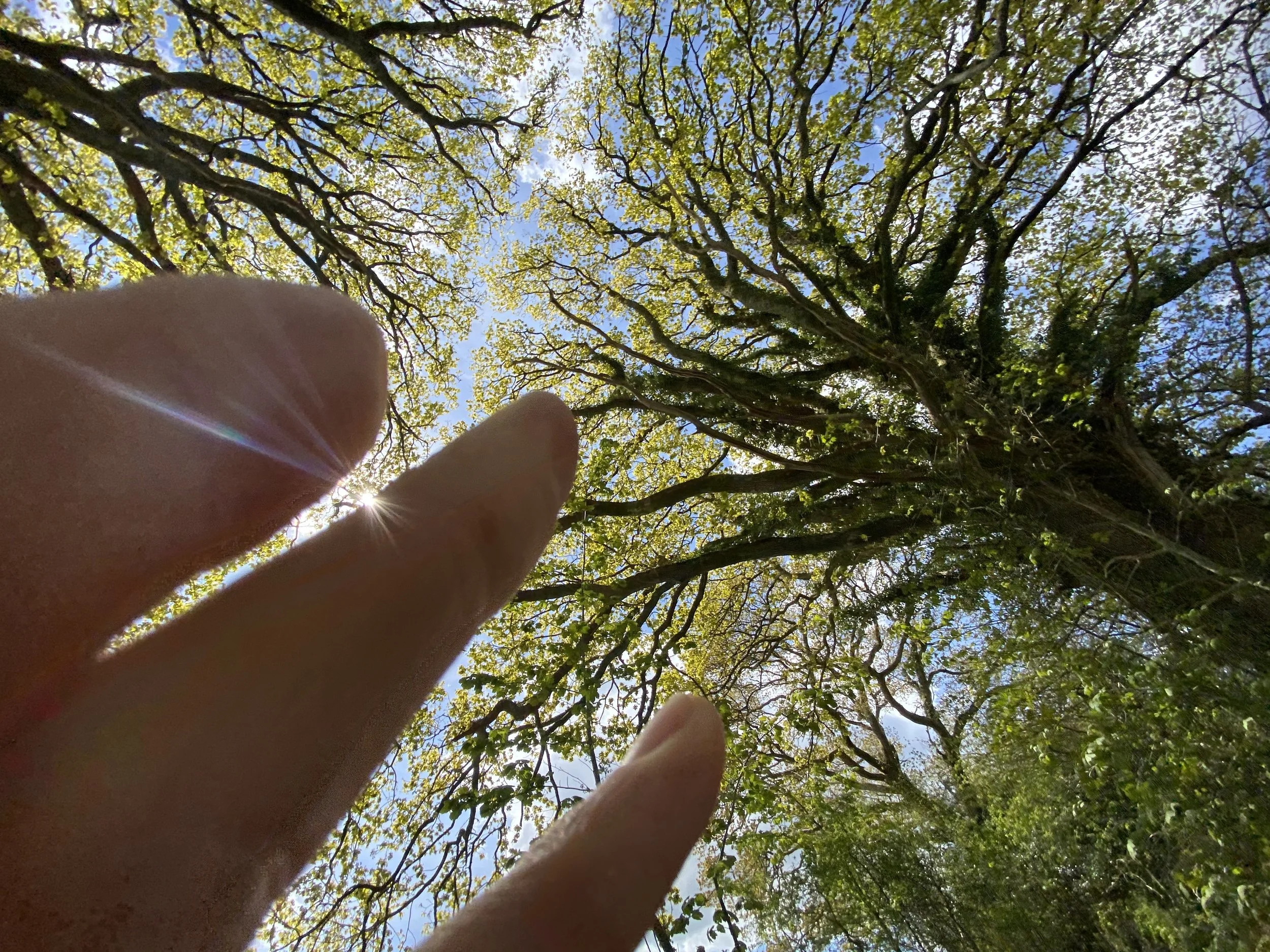 FREE: Somatic Breathwork Introductory session - Online