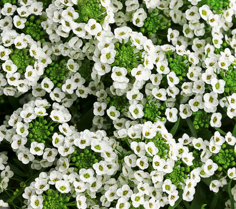 Alyssum (White)