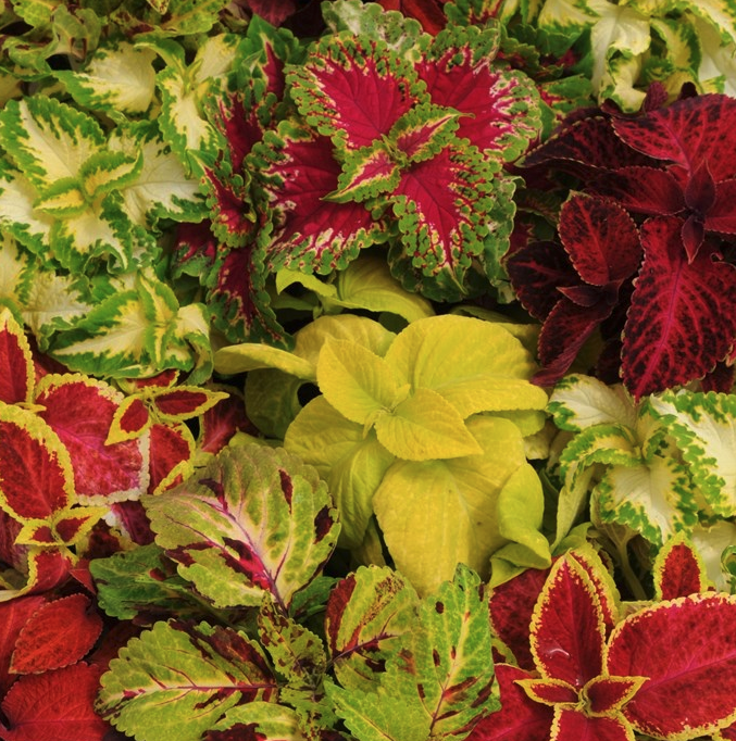Coleus Wizard Mix
