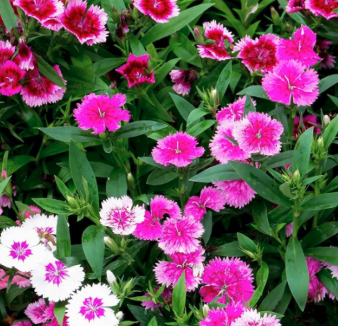 Dianthus (Mix)