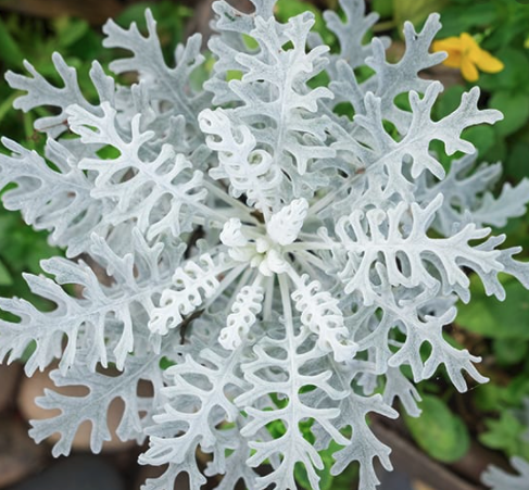 Dusty Miller