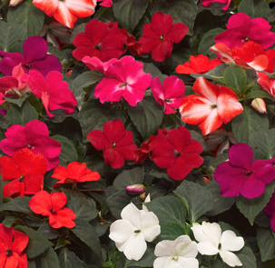 Impatiens (White, Red, Mixed Colors)