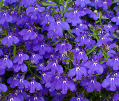 Lobelia (Blue)