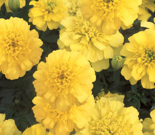 Marigold (Dwarf Yellow, Dwarf Mix, Large Head Yellow)