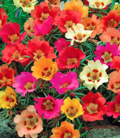 Moss Rose (Mixed Bright)
