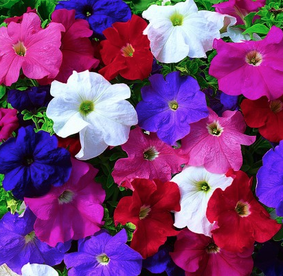 Petunias (White, Purple/Blue, Mixed Color)
