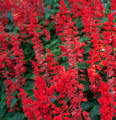 Salvia - Medium (Red, Mixed, Victoria Blue)