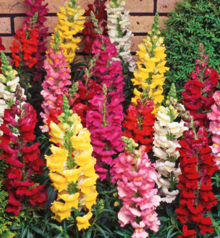 Snapdragons - Mixed (Dwarf or Rocket Mix)