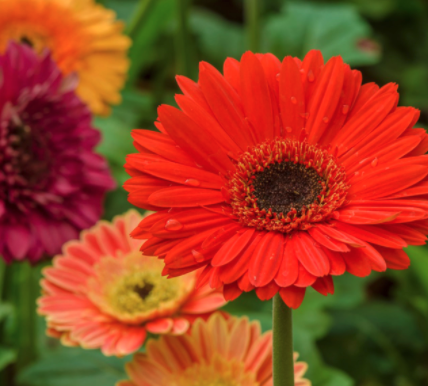 Gerbera Daisy