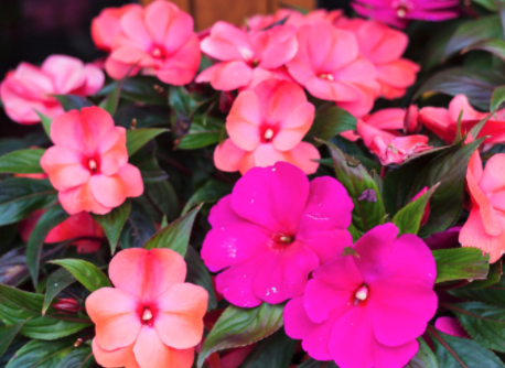 New Guinea Impatiens