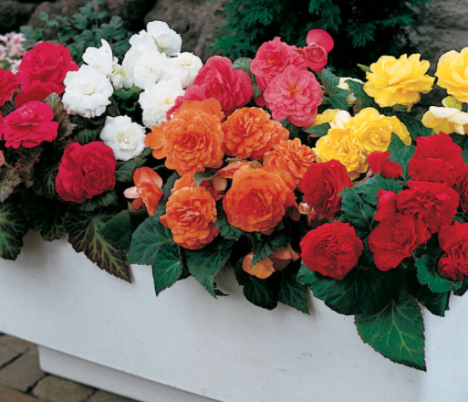 Non-Stop Begonias