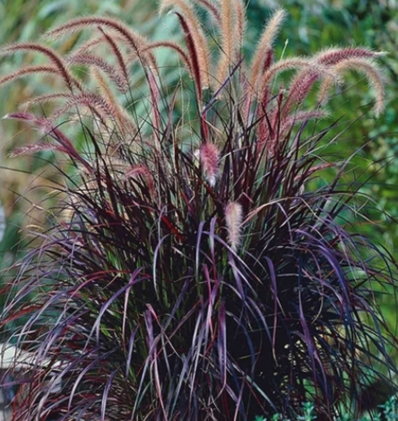Pennisetum Rubrum (Fountain grass)