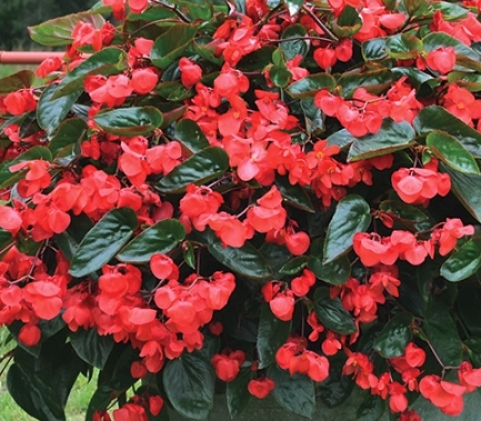 Dragon Wing Begonias (Red or Pink)