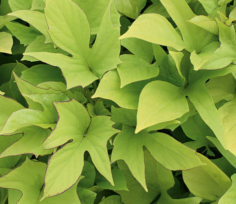 Sweet Potato Vine (Blackie or Lime Green)
