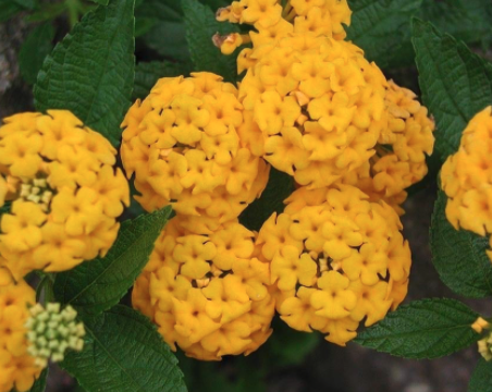 Lantana (Yellow, Red,  Pink Shades)