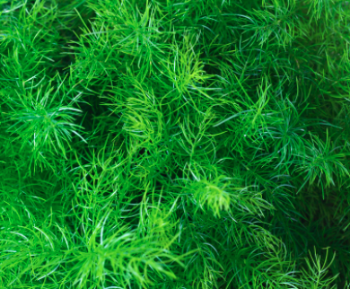 Sprengeri (Asparagus Fern)